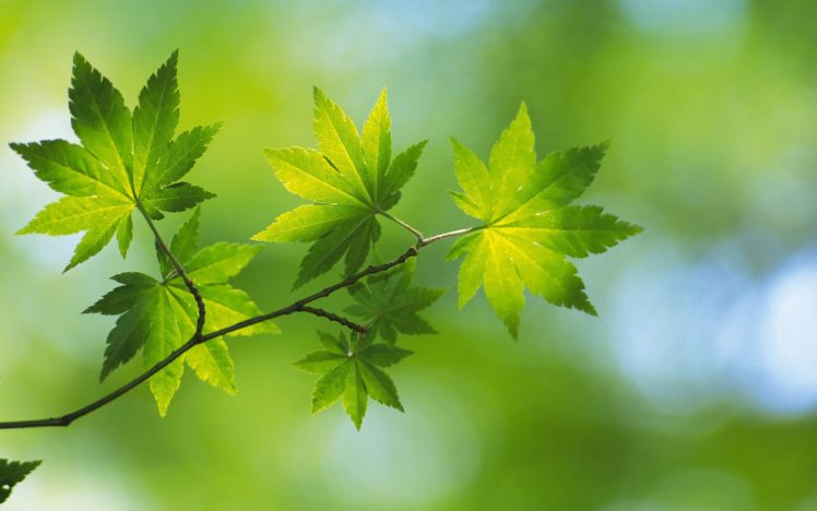 nature, Leaf, Leaves, Plants HD Wallpaper Desktop Background