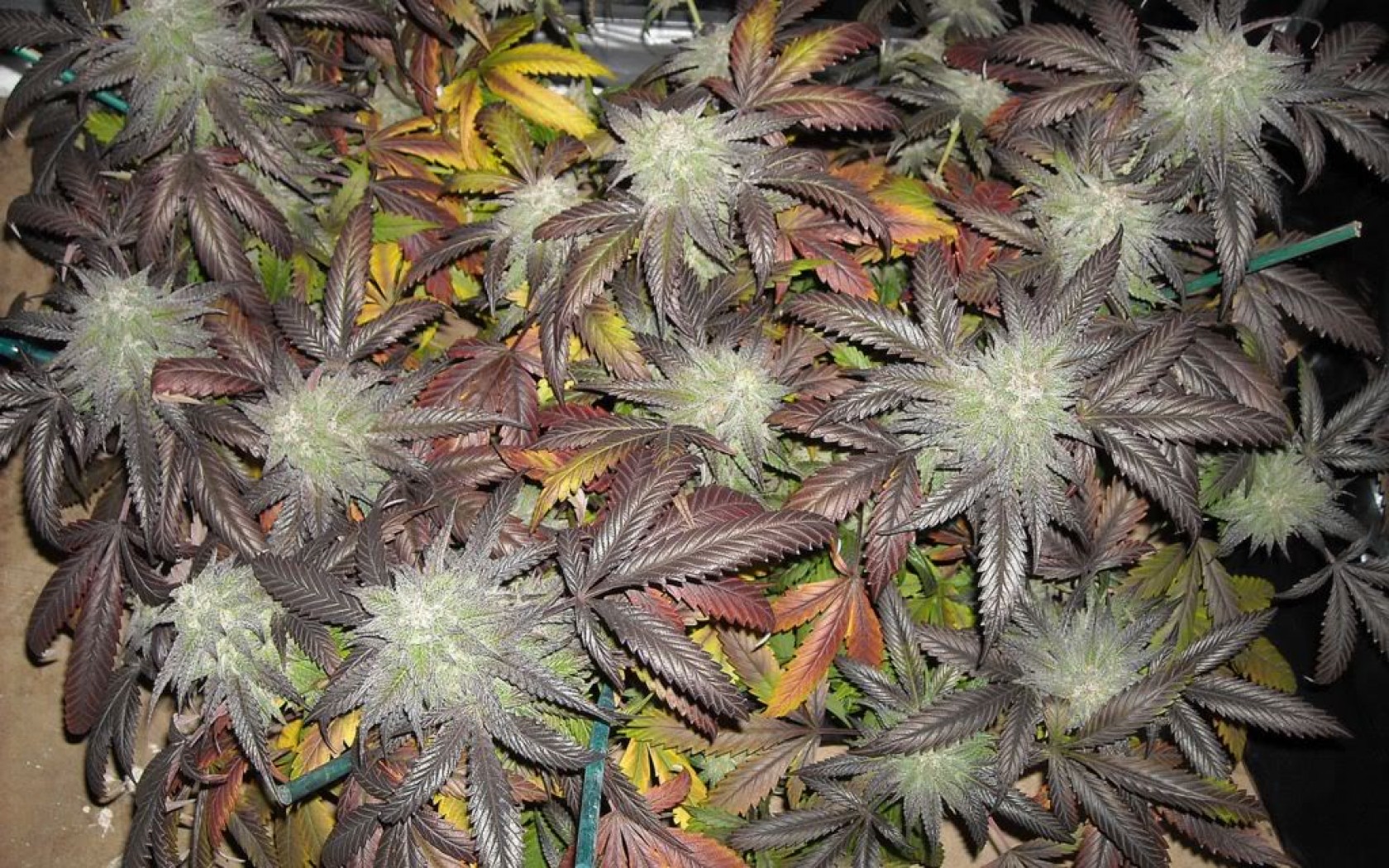blackberry, Kush, Strain, Marijuana, Weed, 420, Ganja Wallpaper
