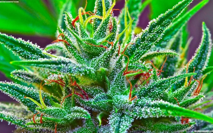 marijuana, Weed, 420 HD Wallpaper Desktop Background