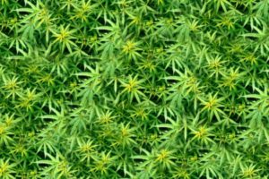 marijuana, Weed, 420, Ganja