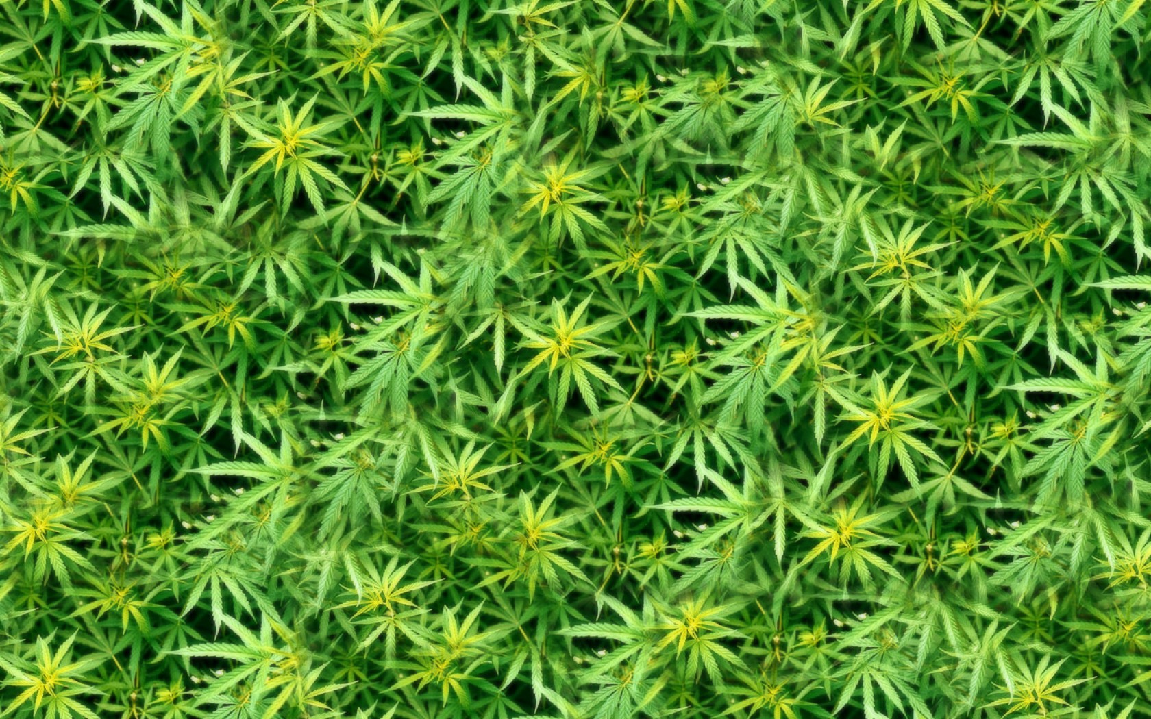 marijuana, Weed, 420, Ganja Wallpaper