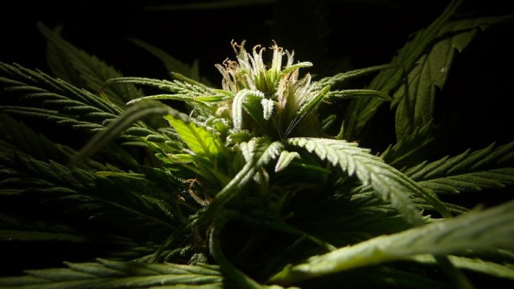 marijuana, Weed, 420, Ganja HD Wallpaper Desktop Background