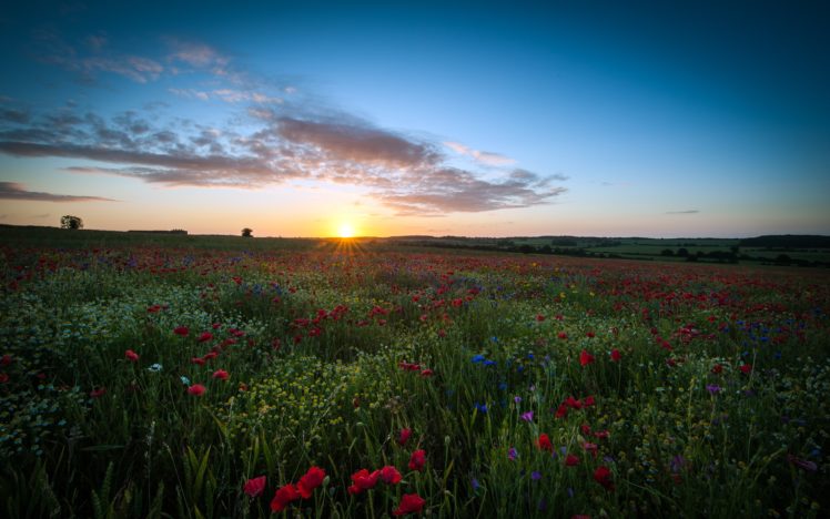 clouds, Landscapes, Nature, Sun, Dawn, Flowers, Fields, United, Kingdom, Poppies HD Wallpaper Desktop Background
