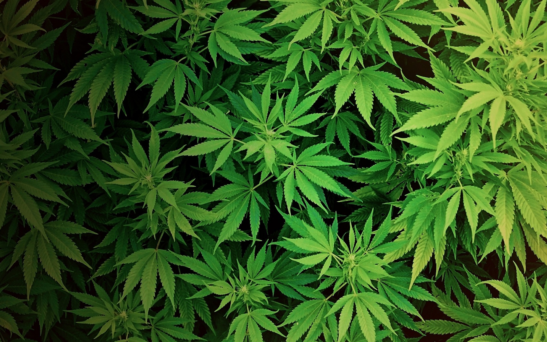 marijuana, Weed, 420, Ganja Wallpapers HD / Desktop and Mobile Backgrounds