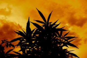 marijuana, Weed, 420, Ganja, Te