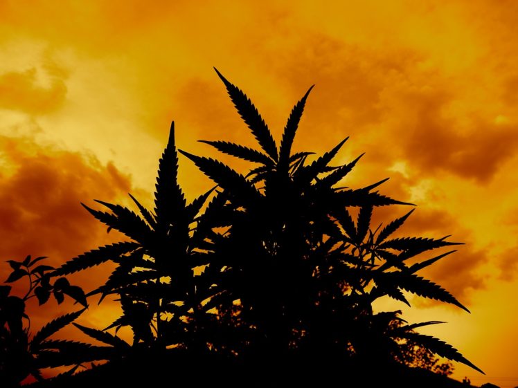 marijuana, Weed, 420, Ganja, Te HD Wallpaper Desktop Background