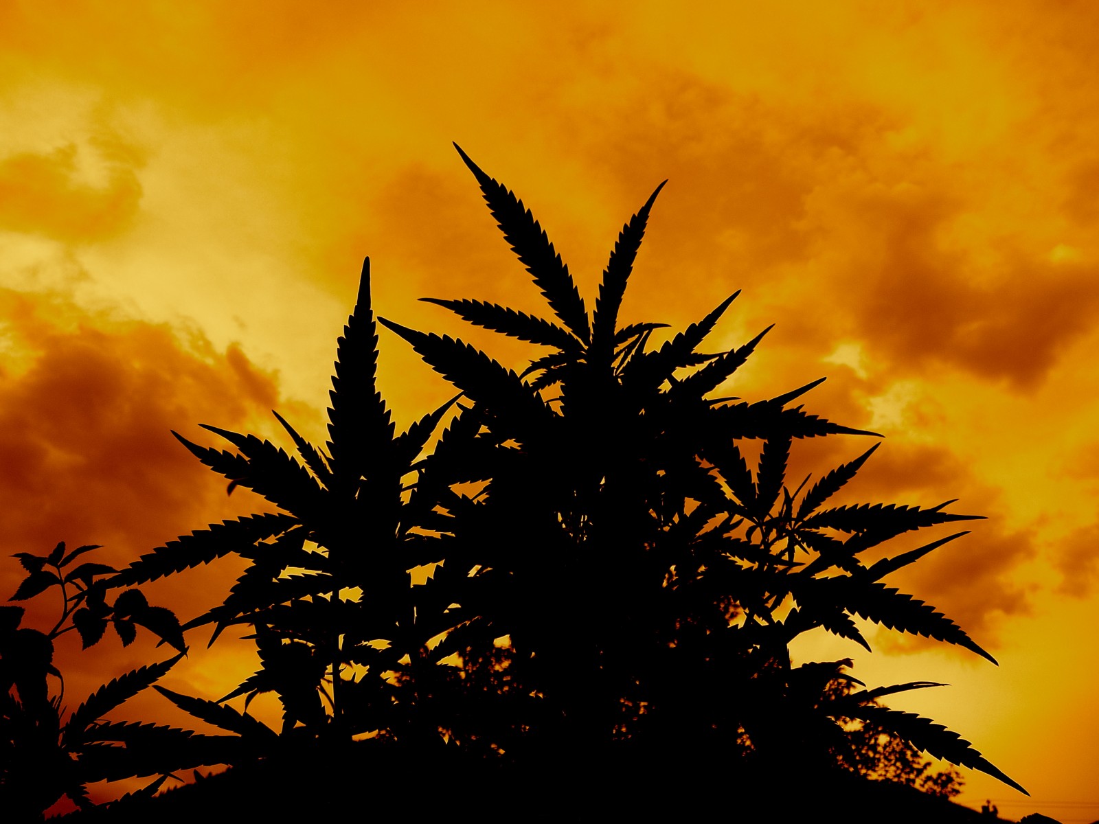 marijuana, Weed, 420, Ganja, Te Wallpaper
