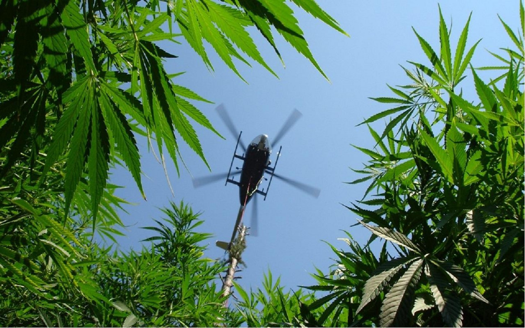 marijuana, Weed, 420, Ganja, Helicopter Wallpapers HD / Desktop and
