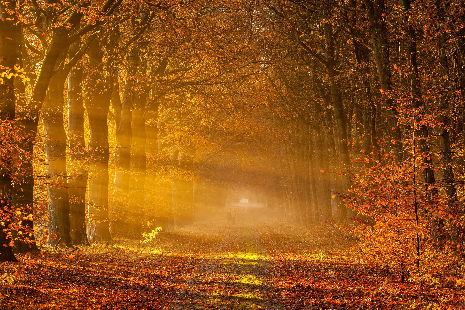 autumn, Road, Landscape, Mist Wallpaper