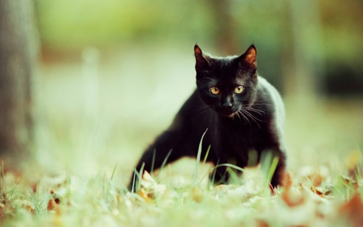 black, Cats, Animals, Focus HD Wallpaper Desktop Background