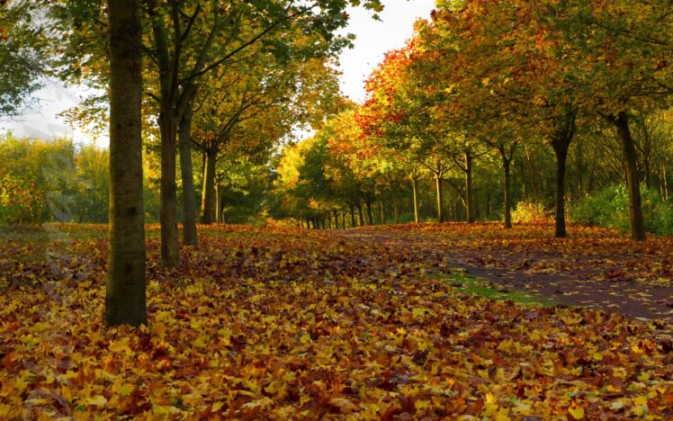 trees, Alley, Leaves, Autumn HD Wallpaper Desktop Background