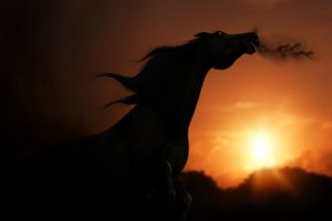 sunset, View, Horse, Rendering, Shadow