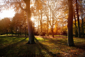 sunset, Nature, Autumn, Trees, Park