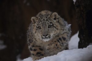 snow, Leopard, Wild, Cat