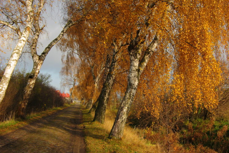 seasons, Autumn, Roads, Birch, Trees, Nature HD Wallpaper Desktop Background