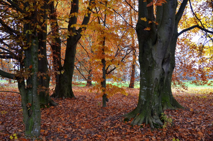 seasons, Autumn, Trees, Nature HD Wallpaper Desktop Background
