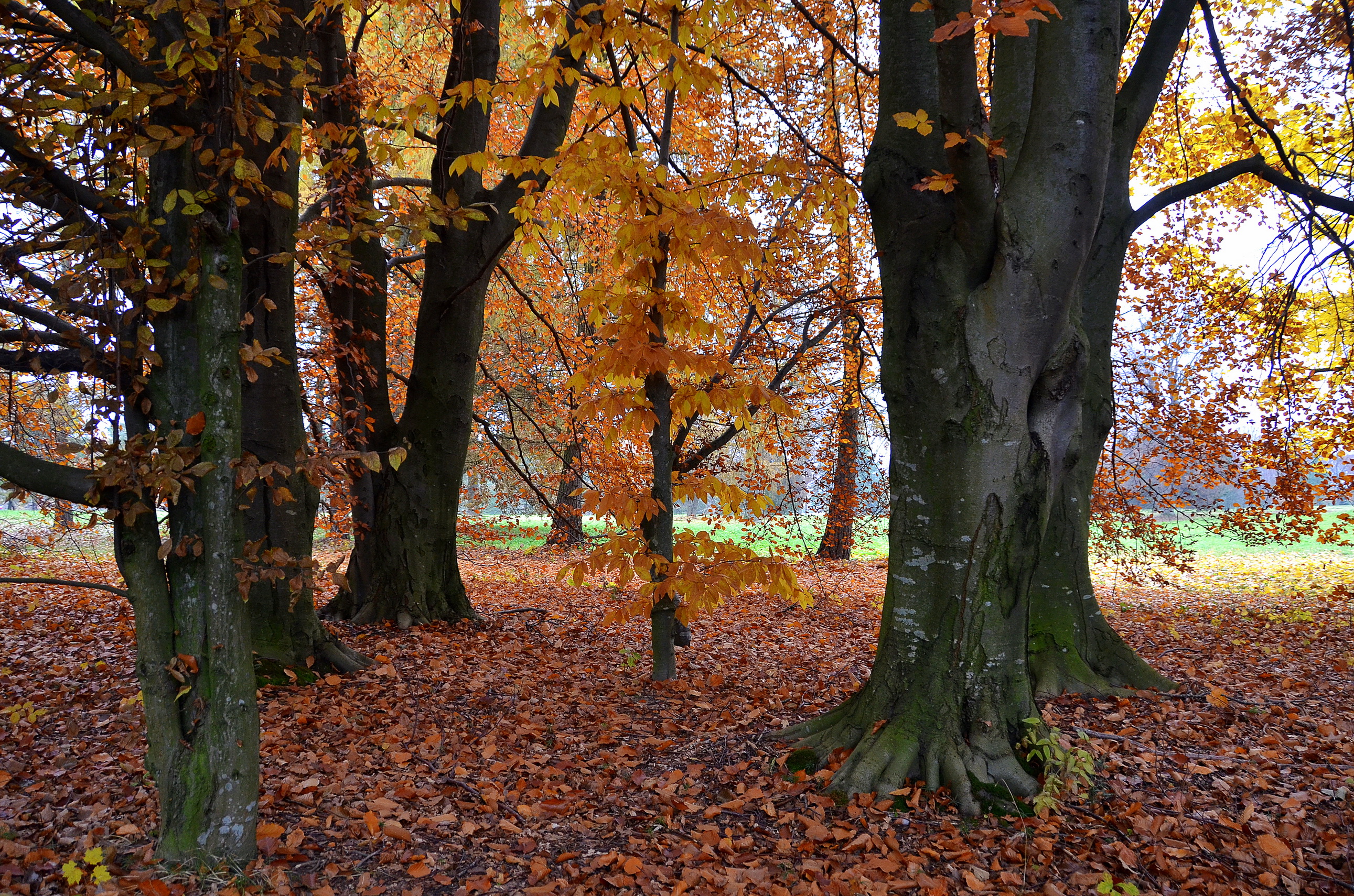 seasons, Autumn, Trees, Nature Wallpaper