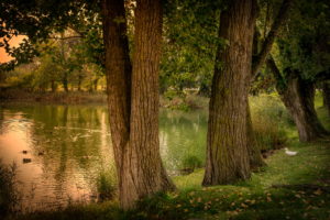 pond, Spain, Gerona, Trees, Nature