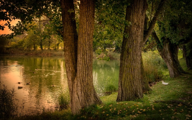 pond, Spain, Gerona, Trees, Nature HD Wallpaper Desktop Background