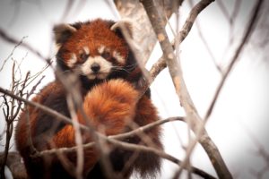 red, Panda, Branches