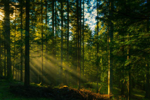 rays, Trees, Forest, Sun