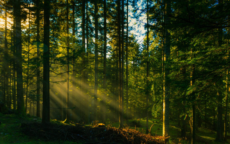 rays, Trees, Forest, Sun HD Wallpaper Desktop Background
