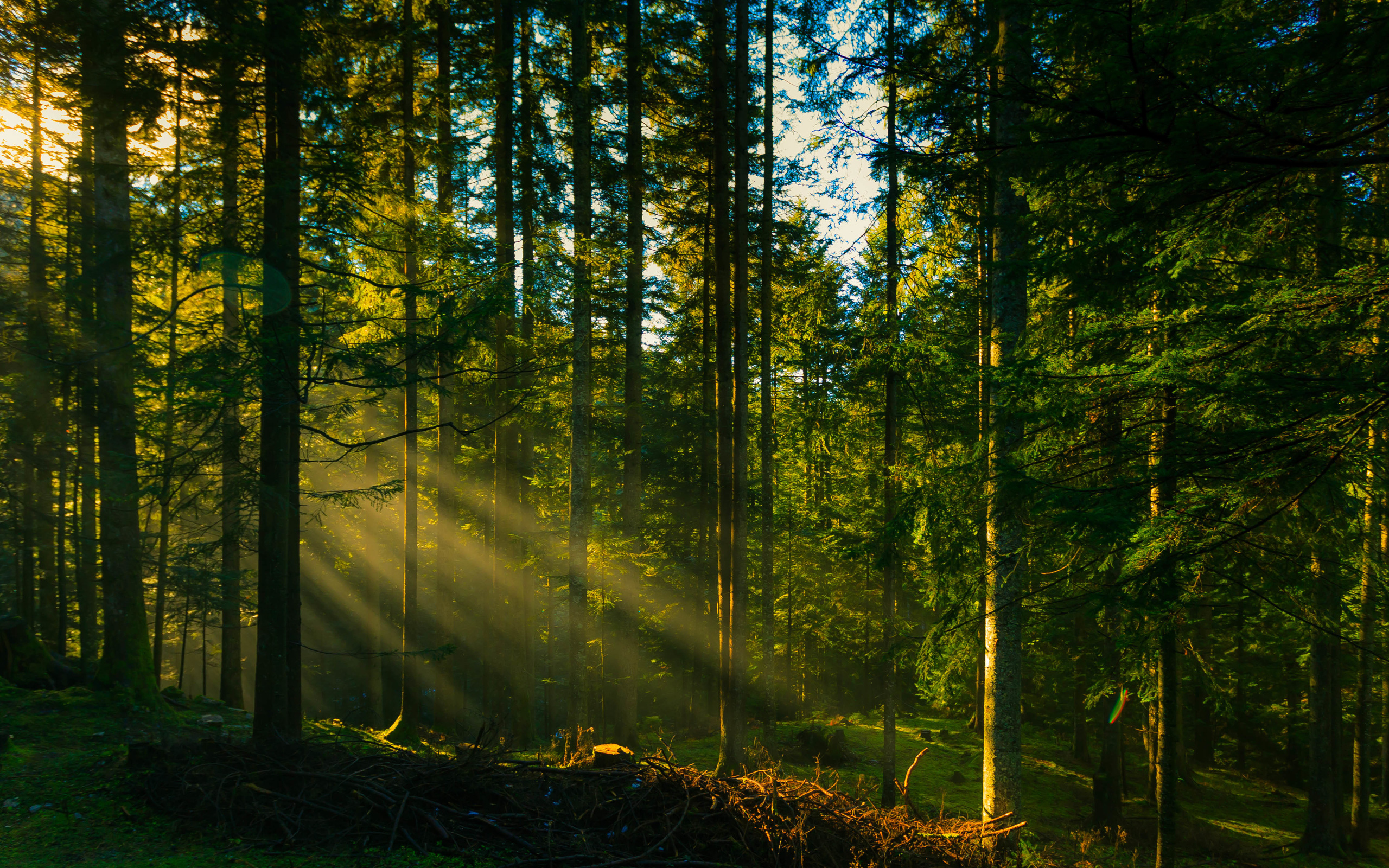 rays, Trees, Forest, Sun Wallpaper