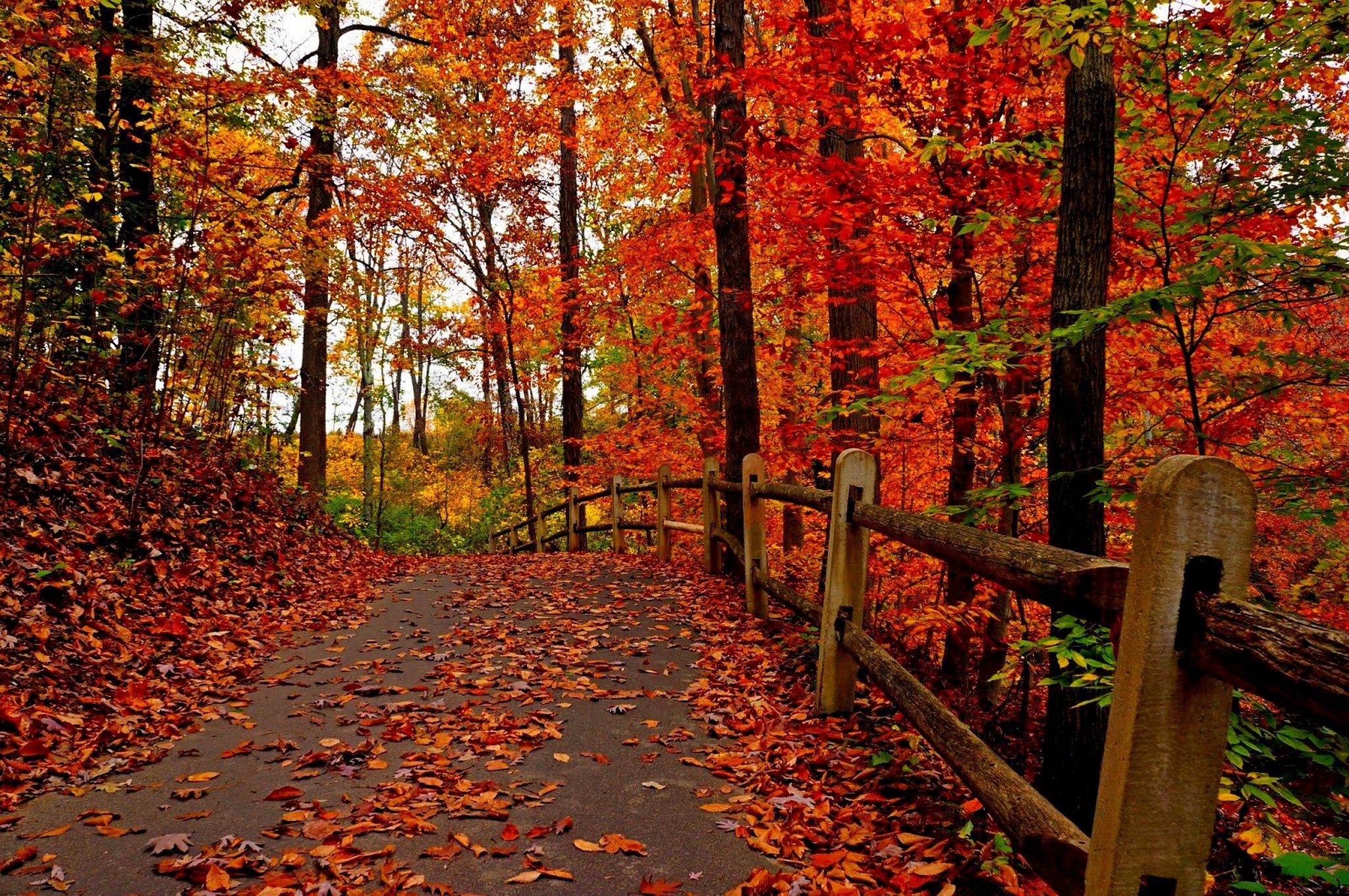 nature, Trees, Colorful, Road, Autumn, Path, Forest, Leaves, Park Wallpaper