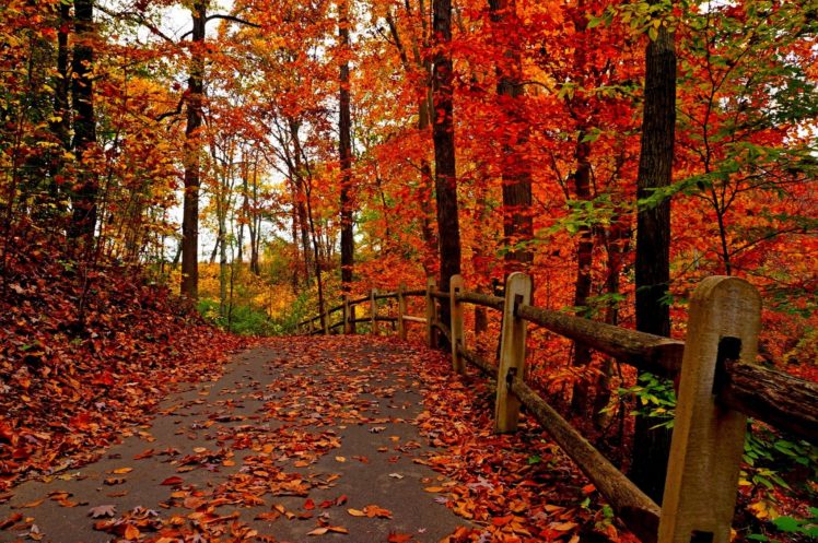 nature, Trees, Colorful, Road, Autumn, Path, Forest, Leaves, Park HD Wallpaper Desktop Background