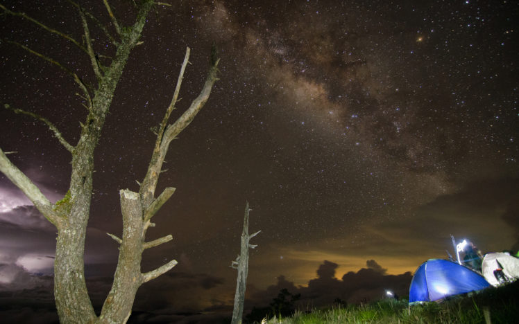 night, Trees, Galaxy, Milky, Way, Stars HD Wallpaper Desktop Background