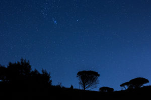 night, Stars, Trees, Silhouette