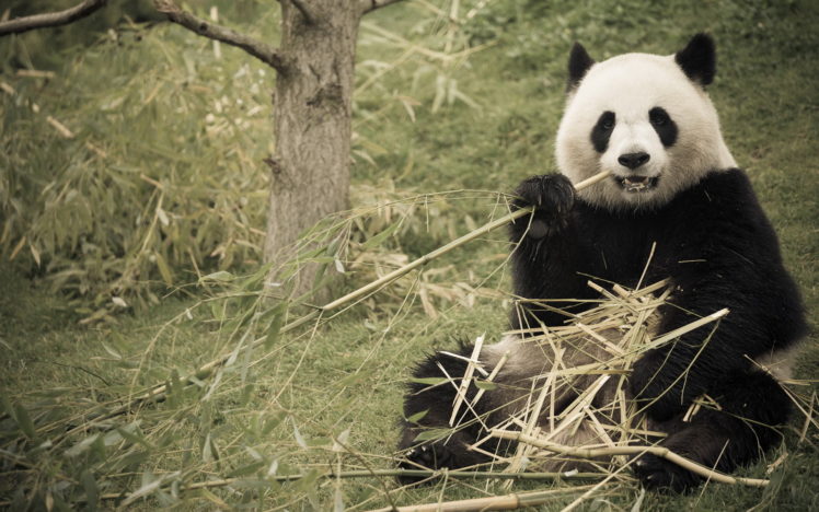 panda, Bamboo, Nature HD Wallpaper Desktop Background