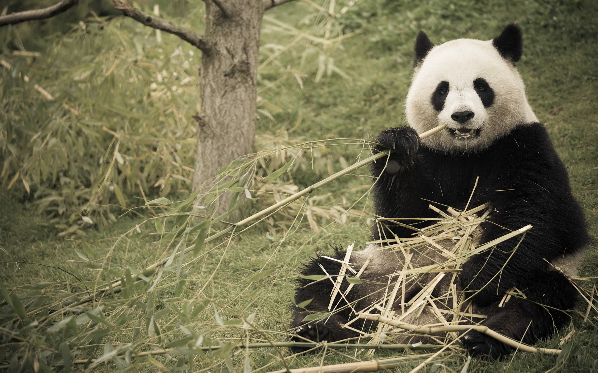 panda, Bamboo, Nature Wallpaper