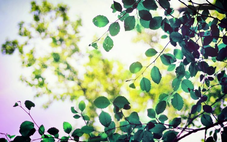 nature, Foliage, Branches HD Wallpaper Desktop Background
