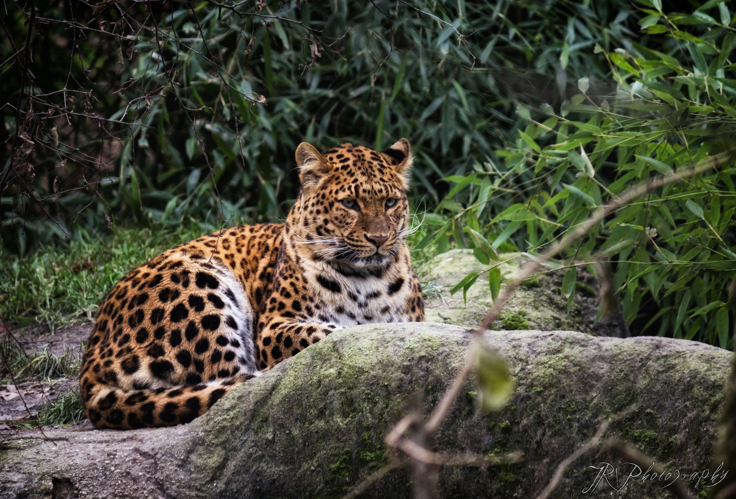 leopard, Wild, Cat, Rest Wallpaper