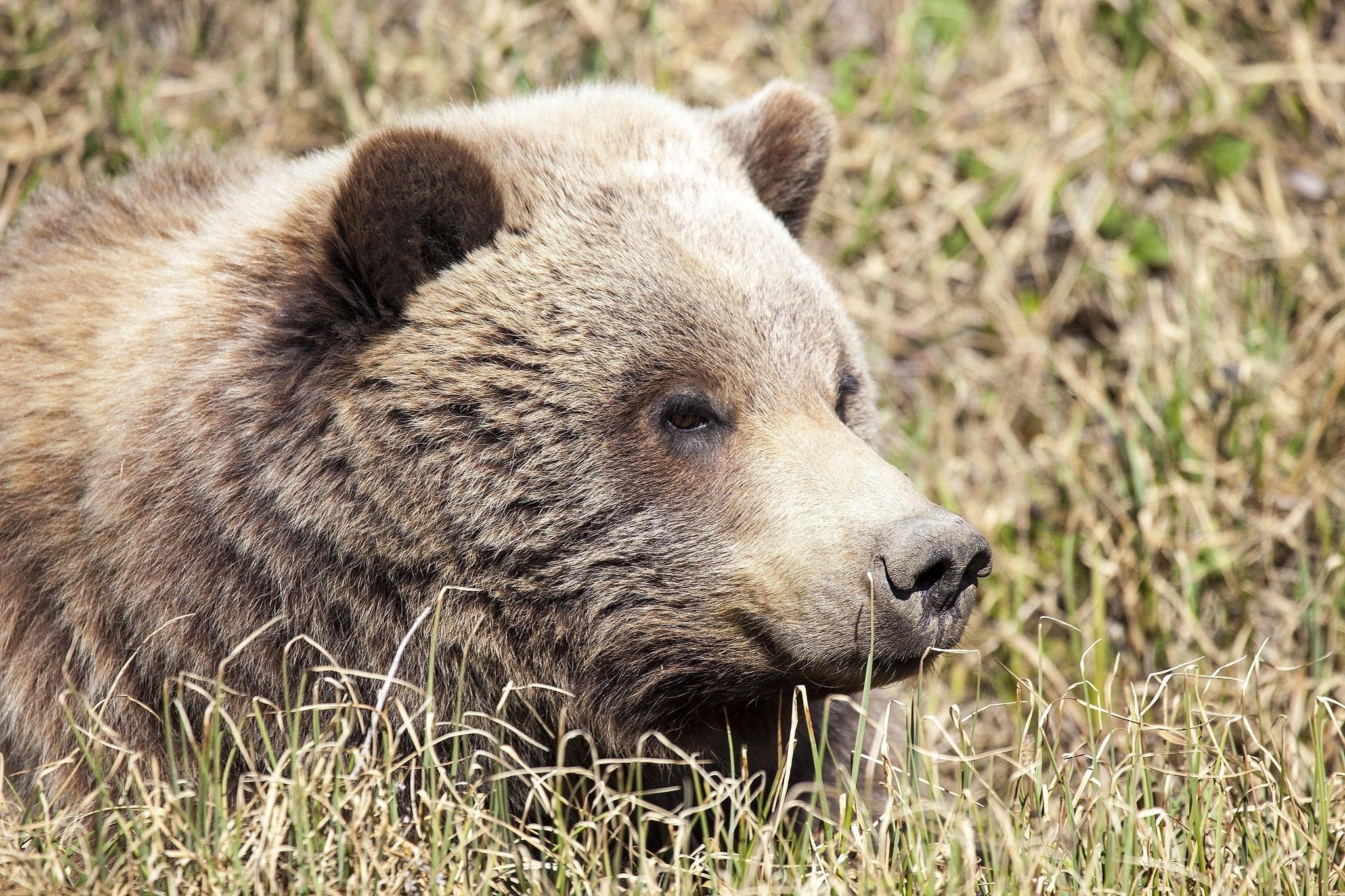 bear, Muzzle Wallpaper