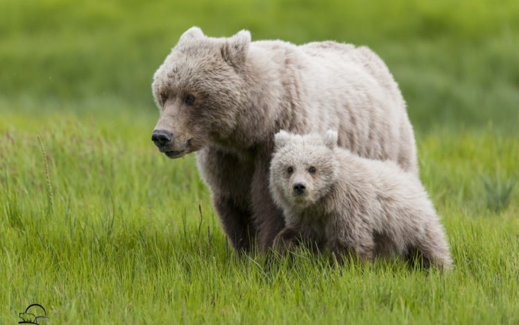 bears, Brown, Grass, Animals HD Wallpaper Desktop Background