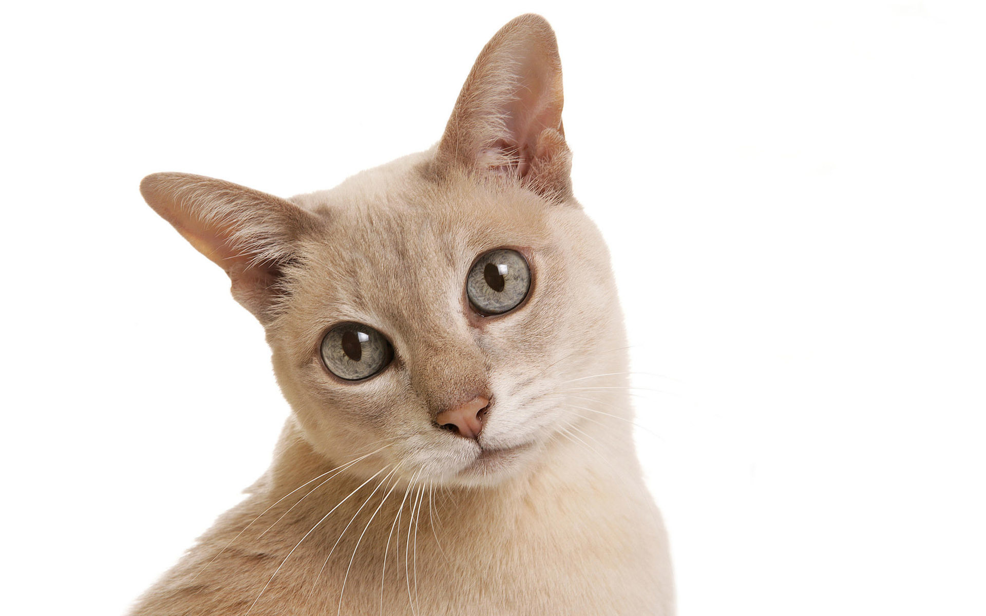 cat, Background, White Wallpaper