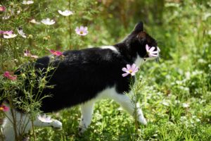 cat, Flowers, Kosmeya