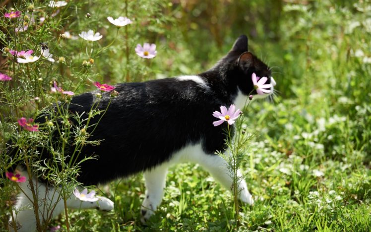 cat, Flowers, Kosmeya HD Wallpaper Desktop Background