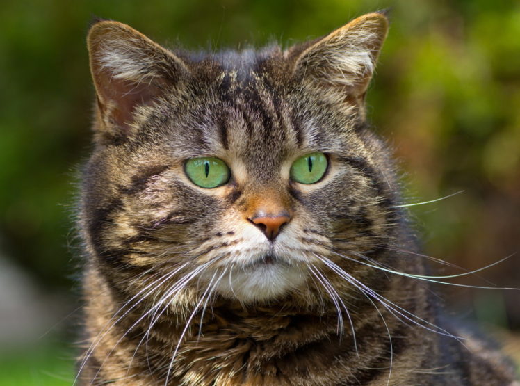 cat, Green, Eyes, Tabby, Whiskers HD Wallpaper Desktop Background