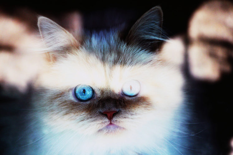 cat, Muzzle, Animal HD Wallpaper Desktop Background