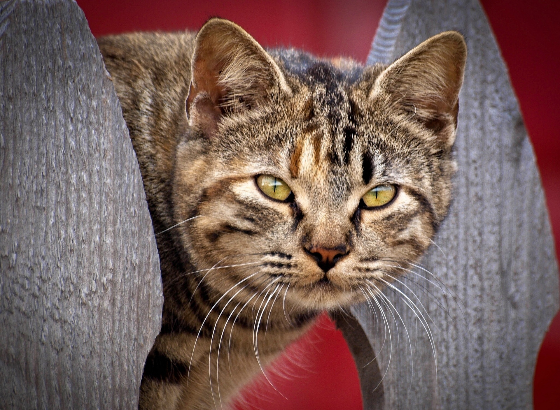 cat, Muzzle, Eye Wallpaper