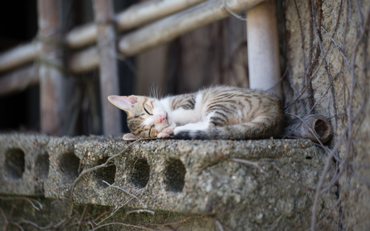 cats, Sleep, Animals HD Wallpaper Desktop Background