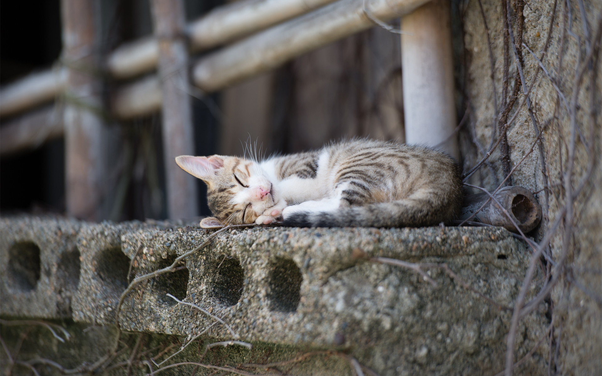 cats, Sleep, Animals Wallpaper