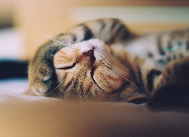 cats, Snout, Sleep, Animals HD Wallpaper Desktop Background