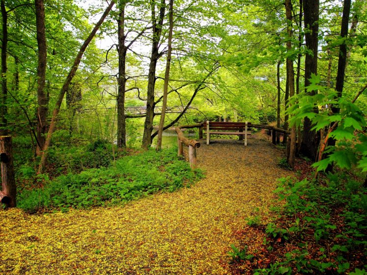 forest, Park, Bridge, Trees, Landscape HD Wallpaper Desktop Background