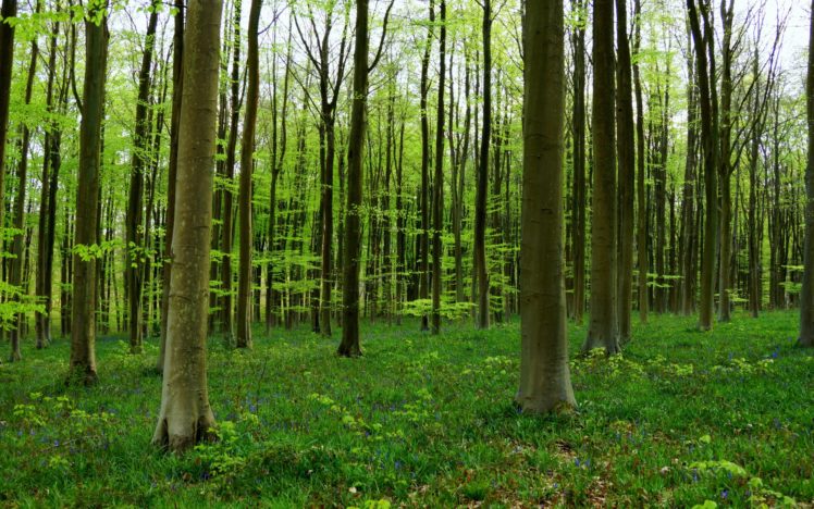 forest, Trees, Nature HD Wallpaper Desktop Background