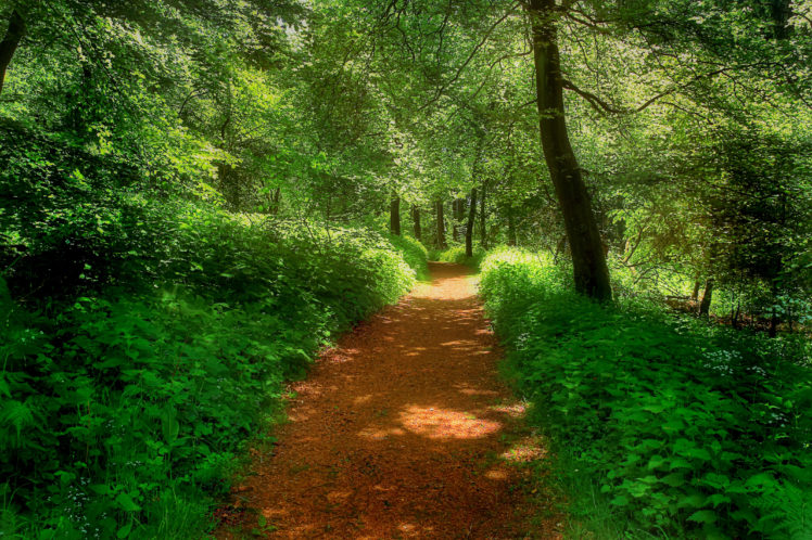 forest, Road, Landscape HD Wallpaper Desktop Background