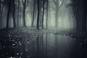forests, Fog, Puddle, Nature